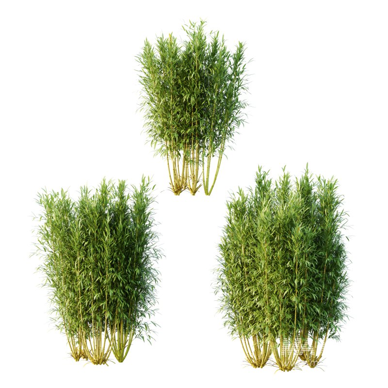 Bamboo Bambusoideae Bush 02 - Image 1