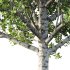 Betula Pendula Tree 06 - Thumbnail 3