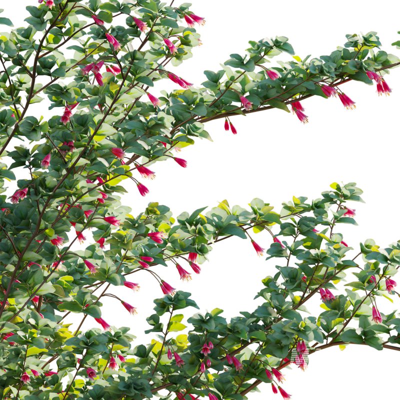 Correa reflexa – Native Fuchsia – Grevillea wilsonii 02 - Image 5