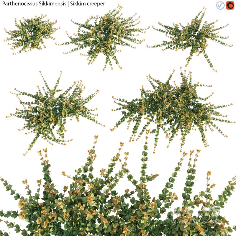 Parthenocissus Sikkimensis – Sikkim creeper – 01 - Image 2