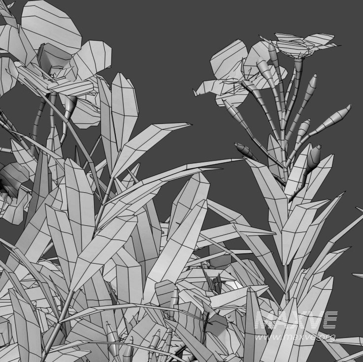 Nerium Oleander – Laurier – 02 - Image 4