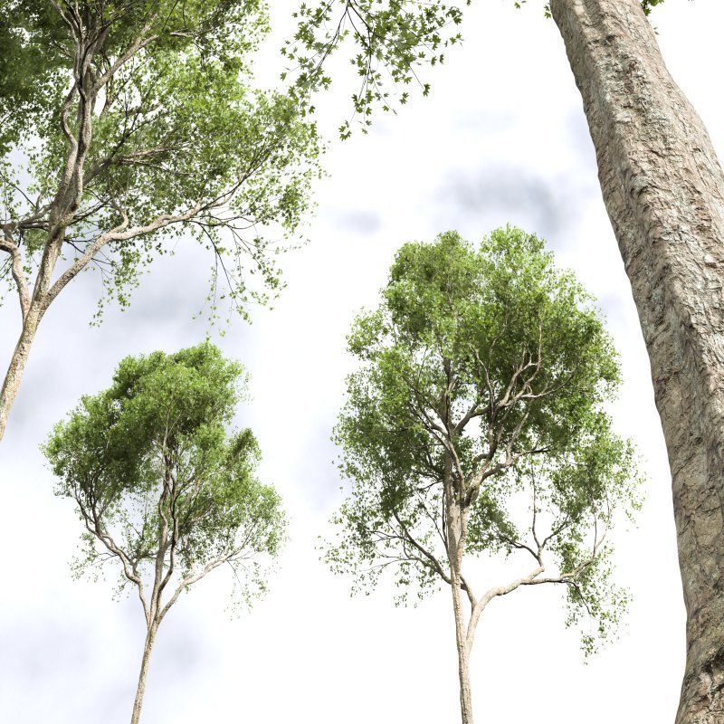 AV Acer Saccharinum and Acer Pseudoplatanus 4 trees - Image 8