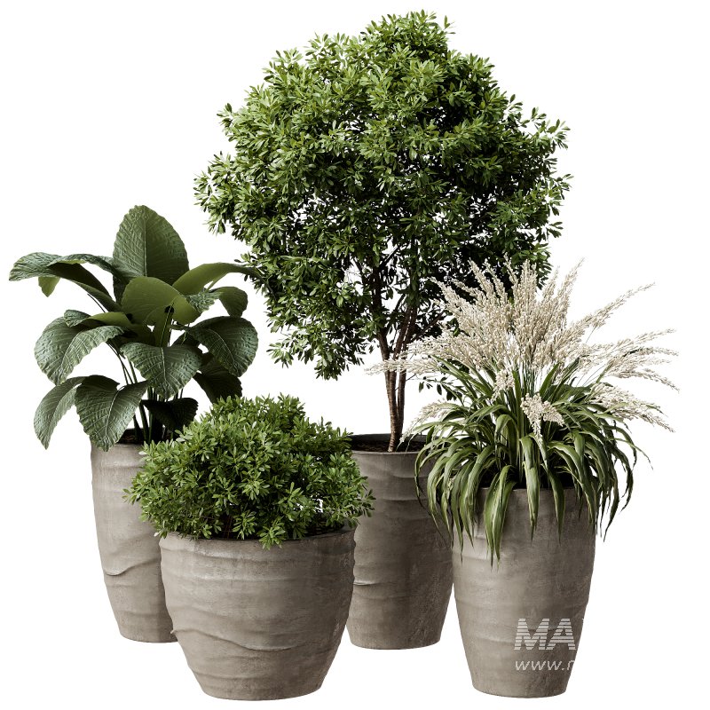 Outdoor Plant 42 - Image 1