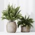 AV Indoor plants set 210 Mission Olive and Ficus Cyathistipula and Lily Domino and Lutescens Areca Palm - Thumbnail 6