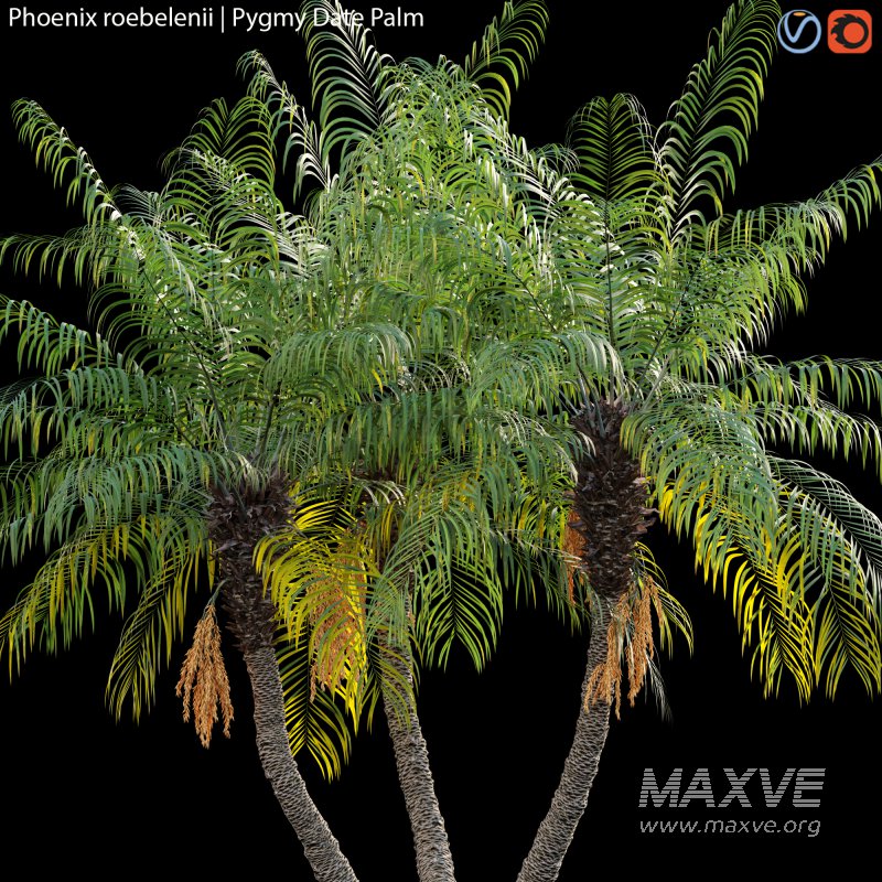 Phoenix roebelenii – Pygmy Date Palm – 01 - Image 2