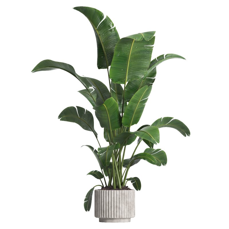 indoor plant 07 - Image 3