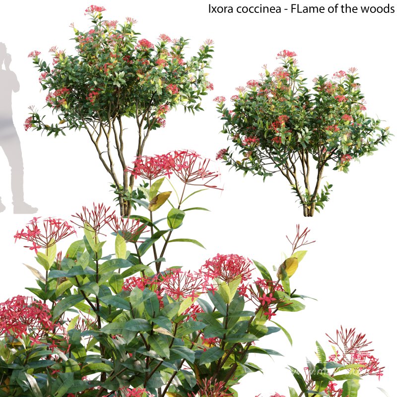 Ixora coccinea – flame of the woods – 01 - Image 1