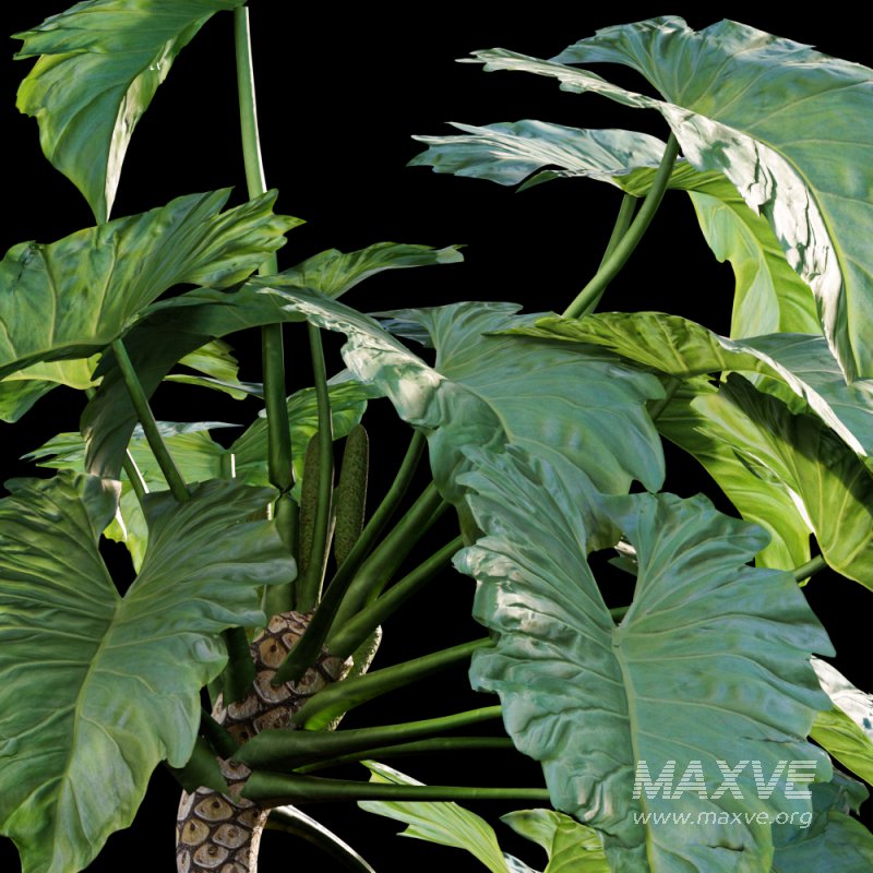 Philodendron undulatum – 02 - Image 2