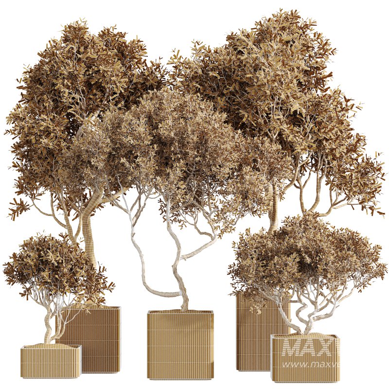 AV Indoor Plants Set 227 Mission Kalamata Leccino Arbequina Wilsonii Chemlali Olive - Image 6