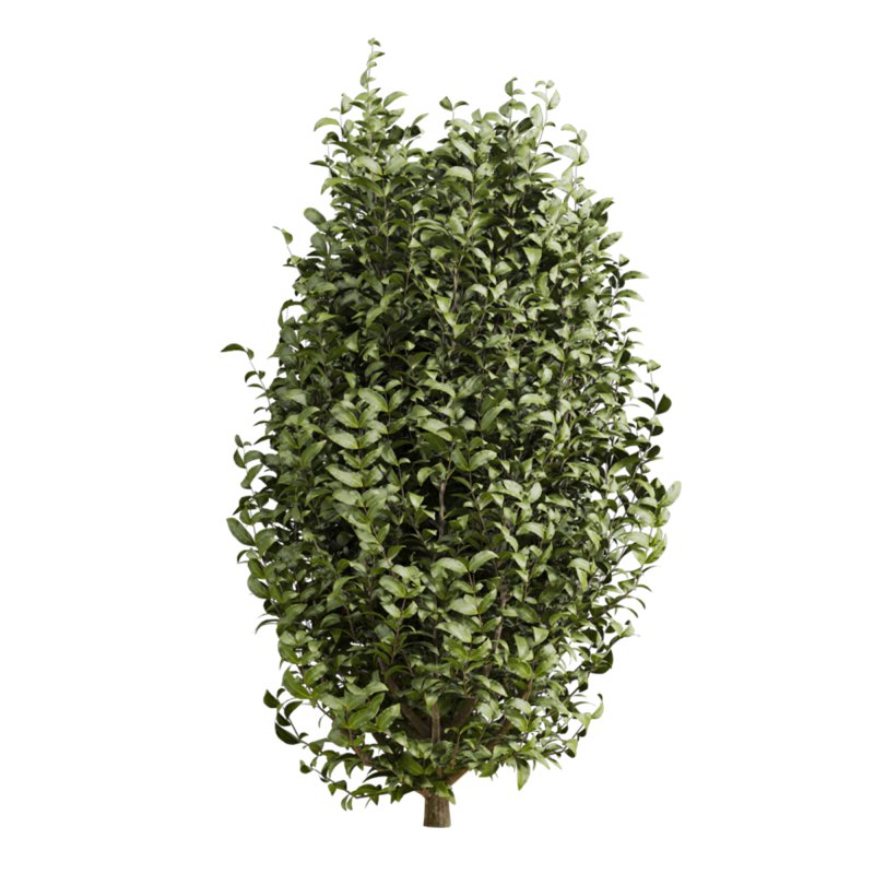 bush plants set - Image 4