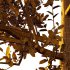 Betula Pendula Tree 05 - Thumbnail 1