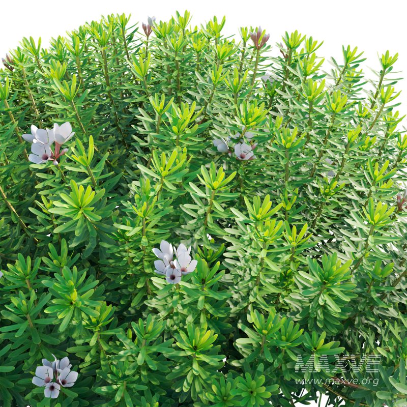 Daphne x transatlantica Blafra – Eternal Fragrance 01 - Image 5