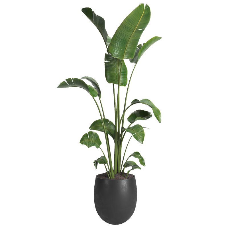 indoor plant 08 - Image 2