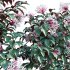 Clerodendrum Quadriloculare – Starburst Bush – 02 - Thumbnail 2