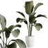 AV Calathea Lutea Cuban Cigar Potted Plants - Thumbnail 2