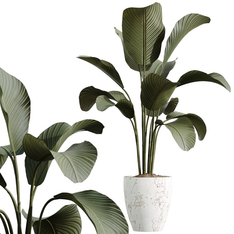 AV Calathea Lutea Cuban Cigar Potted Plants - Image 2