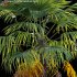 Trachycarpus fortunei – Windmill Palm – Chusan Palm – 01 - Thumbnail 2
