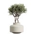 AV Indoor Plants Set 233 Olive Wilsonii and Mission Chemlali Olive and Ficus African Fig and Ficus Benjamina - Thumbnail 1