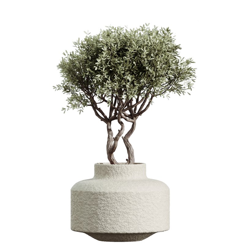 AV Indoor Plants Set 233 Olive Wilsonii and Mission Chemlali Olive and Ficus African Fig and Ficus Benjamina - Image 1