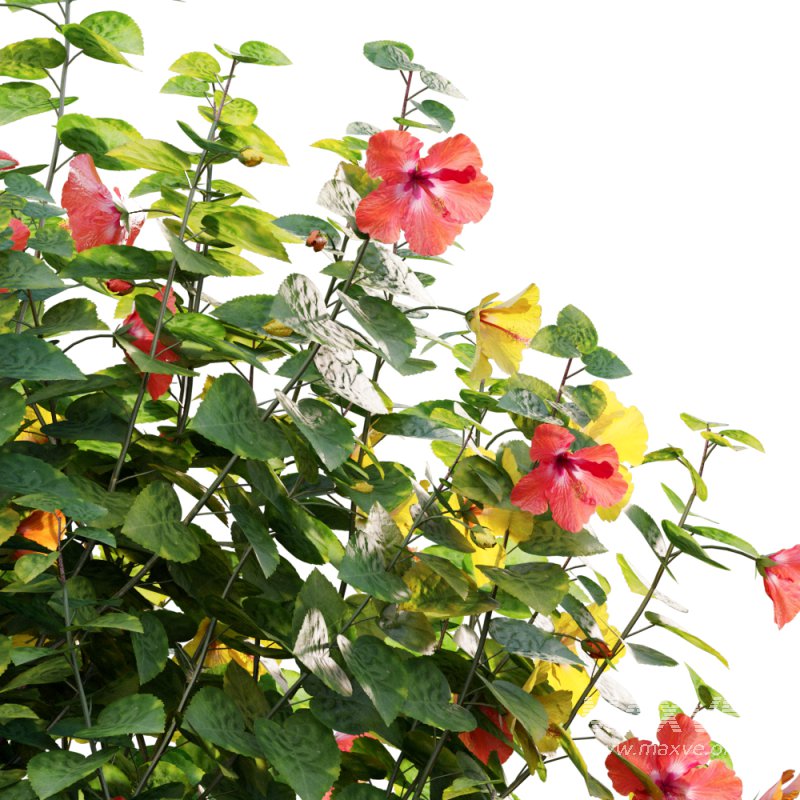 Chinese hibiscus – Hibiscus rosa-sinensis – 01 - Image 2