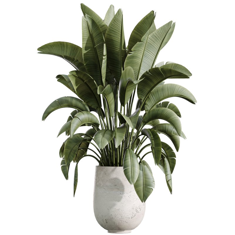 AV Indoor Plants Set 235 Banana Strelitzia Areca Palm Olive Eucalyptus Cactus Euphorbia - Image 2