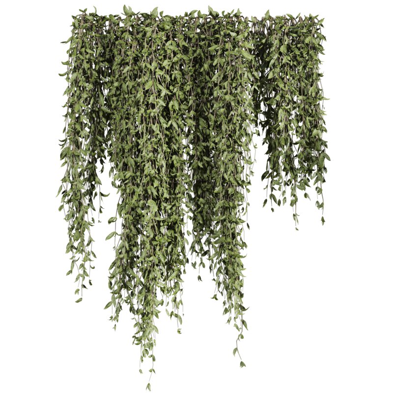 ivy plants - Image 1