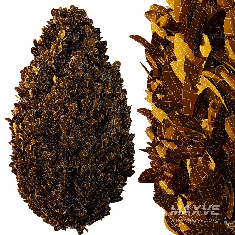 Italian Cypress Tree 3 - Image 2