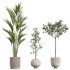 AV Premium Indoor Plants Set 212 Mission Olive ParadiseBird Yucca Areca - Thumbnail 6
