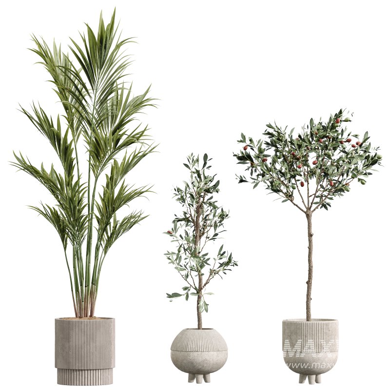 AV Premium Indoor Plants Set 212 Mission Olive ParadiseBird Yucca Areca - Image 6