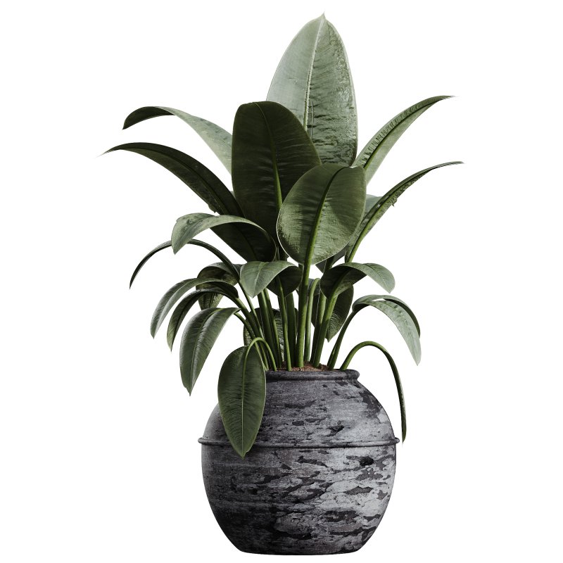 AV HousePlants Ficus Elastica Beliza Tineke Variegated Rubber Plants 3D Model Set - Image 1