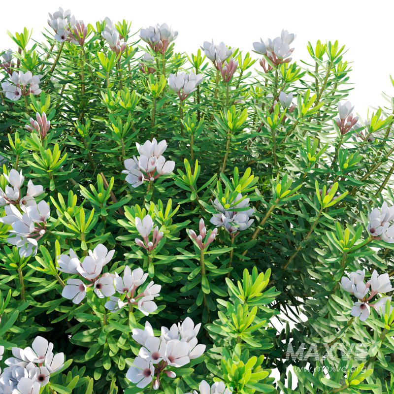 Daphne x transatlantica Blafra – Eternal Fragrance 01 - Image 4