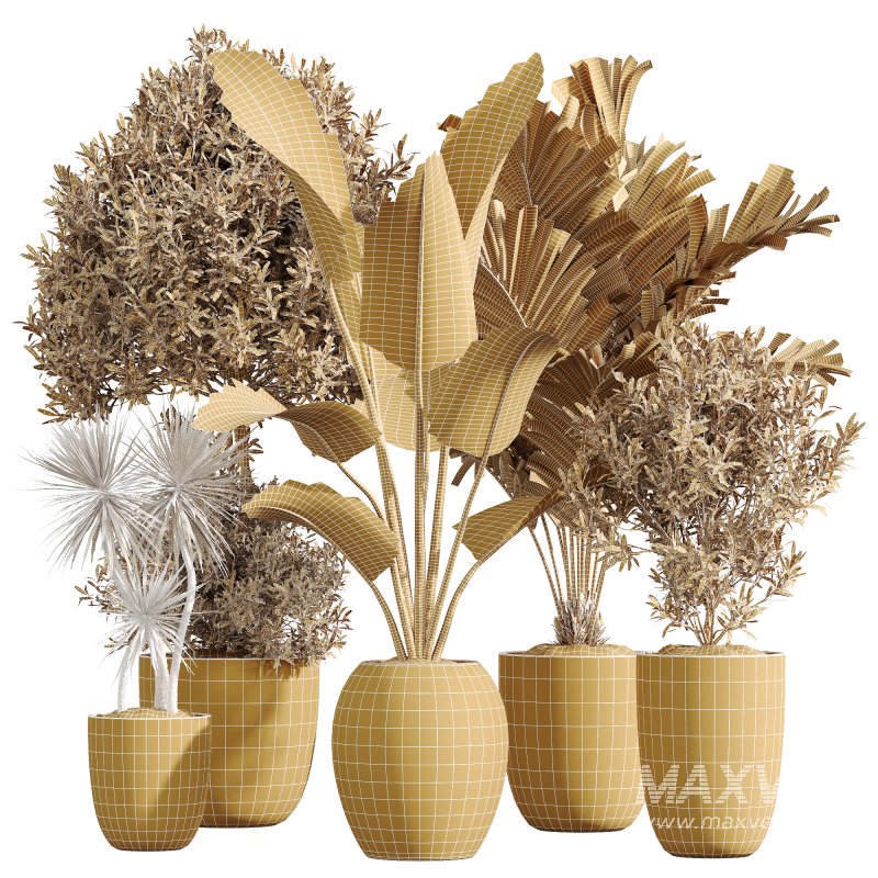 AV Indoor plants set 208 Mission Olive and Cyara Areca Palm and Strelitzia Reginae Nicolai and Yucca Aloifolia Rostrata - Image 11