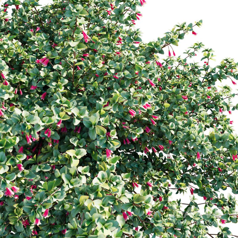 Correa reflexa – Native Fuchsia – Grevillea wilsonii 03 - Image 5