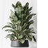 AV Indoor Plants Set 222 Bird Of ParadiseBird and Banana Strelitzia Nicolai - Thumbnail 6