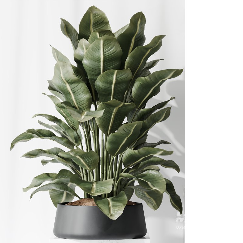 AV Indoor Plants Set 222 Bird Of ParadiseBird and Banana Strelitzia Nicolai - Image 6