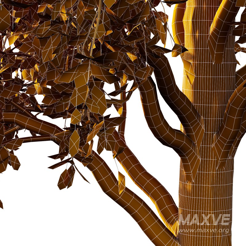 Betula Pendula Tree 08 - Image 5