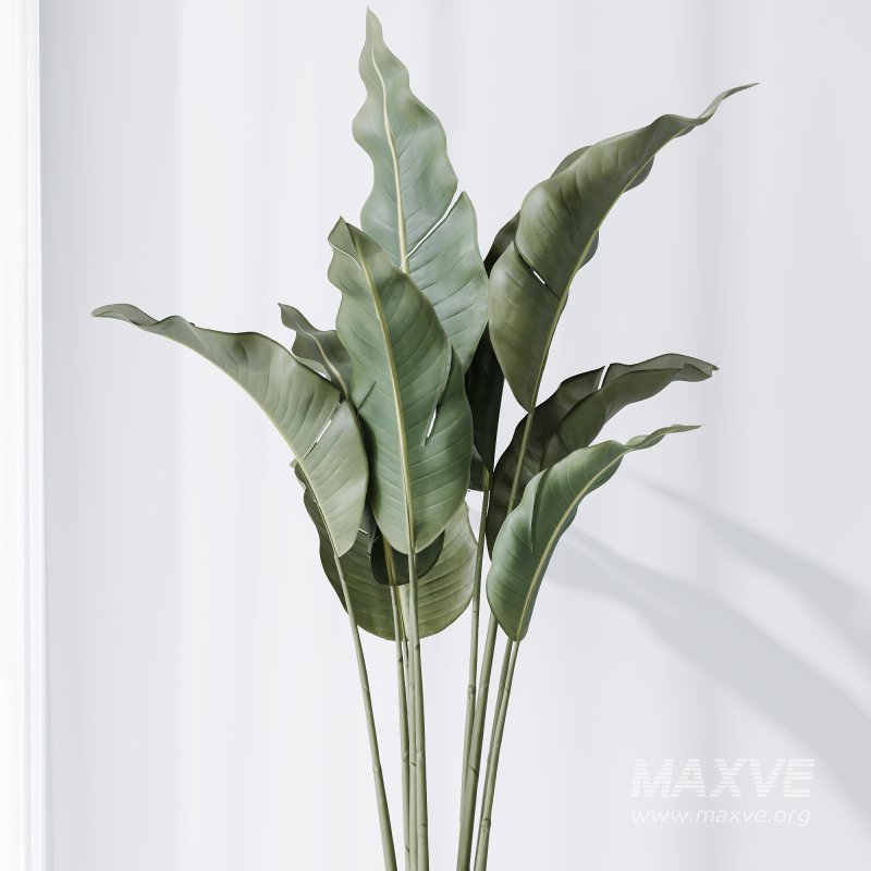 AV Indoor plants set 211 Ficus Bonsai Ginseng and ParadiseBird and Areca Majesty Cat Reed Palm - Image 6