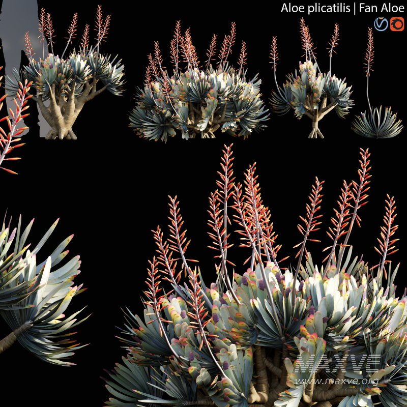 Aloe plicatilis – Fan Aloe – 02 - Image 1