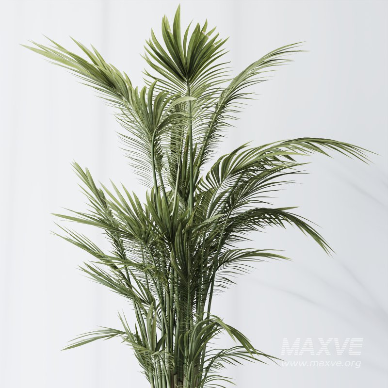 AV Indoor plants set 211 Ficus Bonsai Ginseng and ParadiseBird and Areca Majesty Cat Reed Palm - Image 4