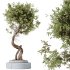 AV Indoor plants set 211 Ficus Bonsai Ginseng and ParadiseBird and Areca Majesty Cat Reed Palm - Thumbnail 2