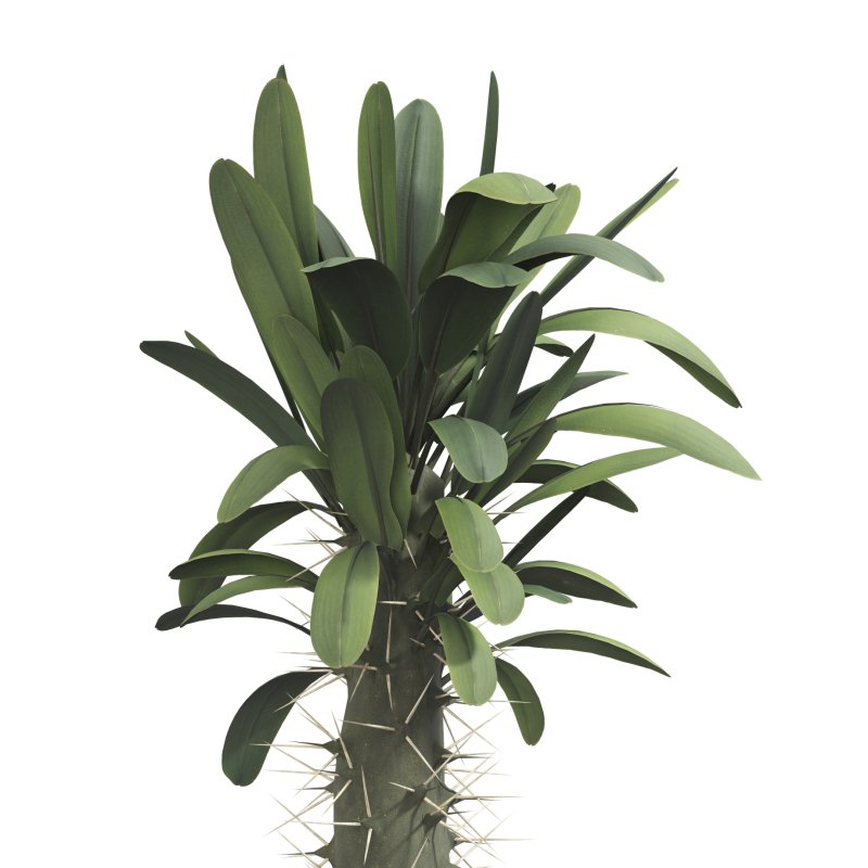 Cactus in a modern pot - Image 1