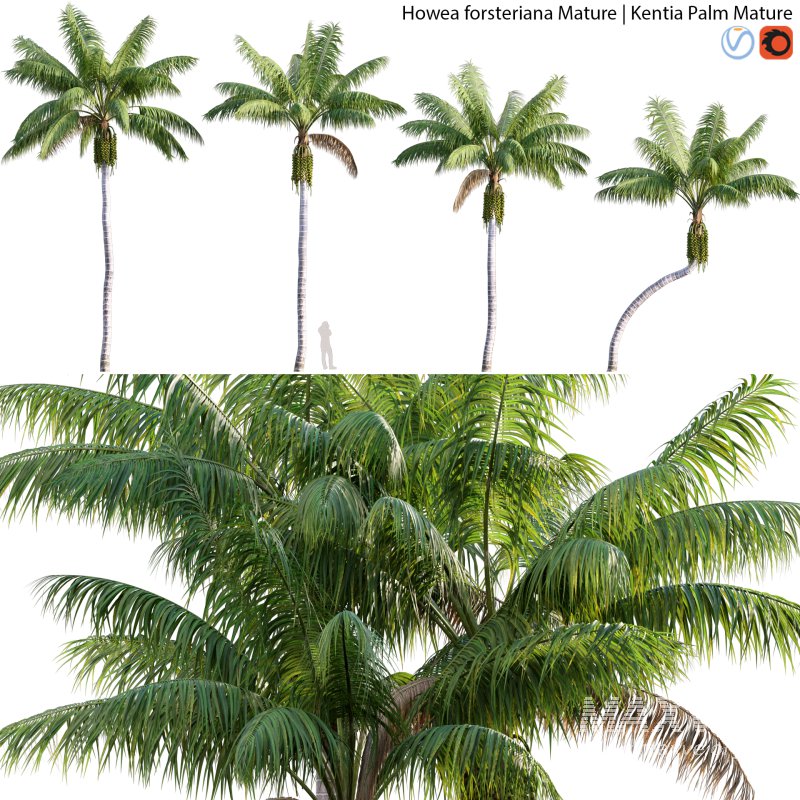 Howea forsteriana Mature – Kentia Palm Mature – 01 - Image 1