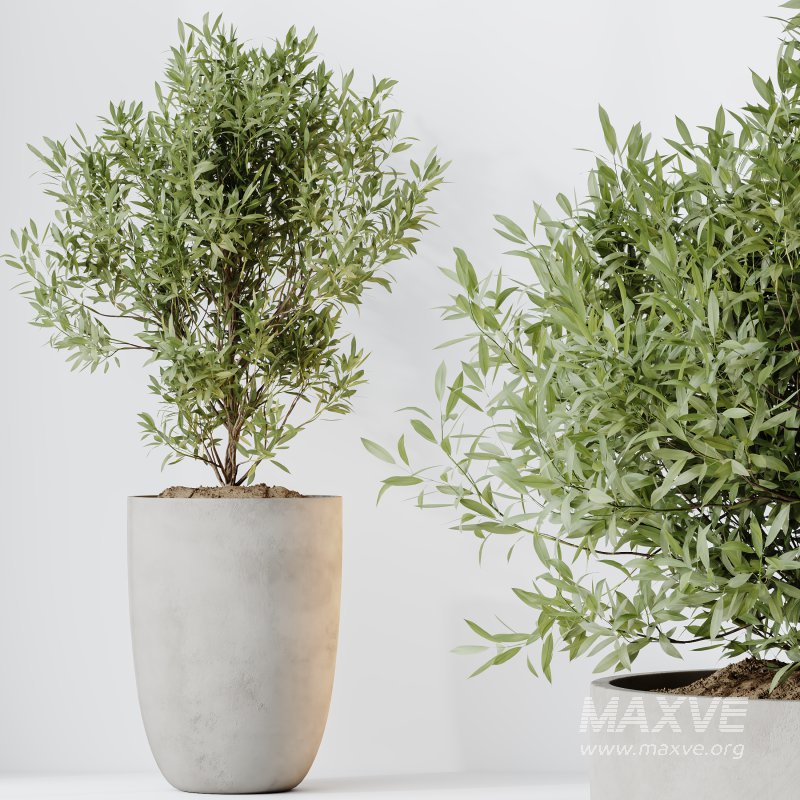 AV Indoor plants set 208 Mission Olive and Cyara Areca Palm and Strelitzia Reginae Nicolai and Yucca Aloifolia Rostrata - Image 7