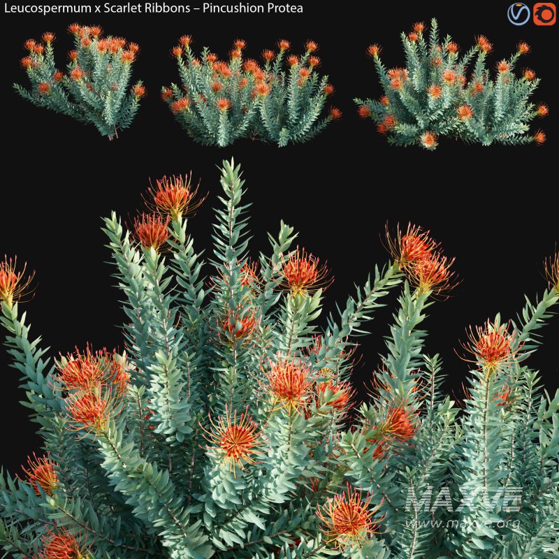 Leucospermum – Scarlet Ribbons – Pincushion Protea – 02 - Image 1