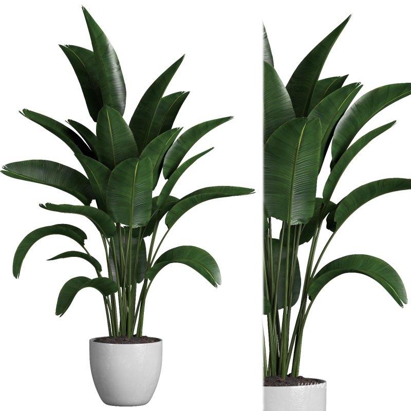 indoor plant 03 - Image 3