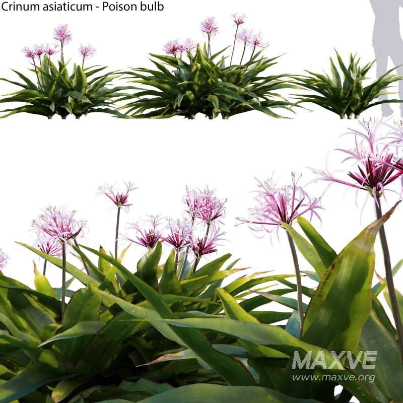 Crinum asiaticum – Poison bulb – 02 - Image 1