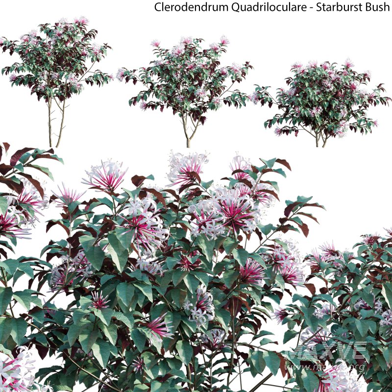 Clerodendrum Quadriloculare – Starburst Bush – 02 - Image 1