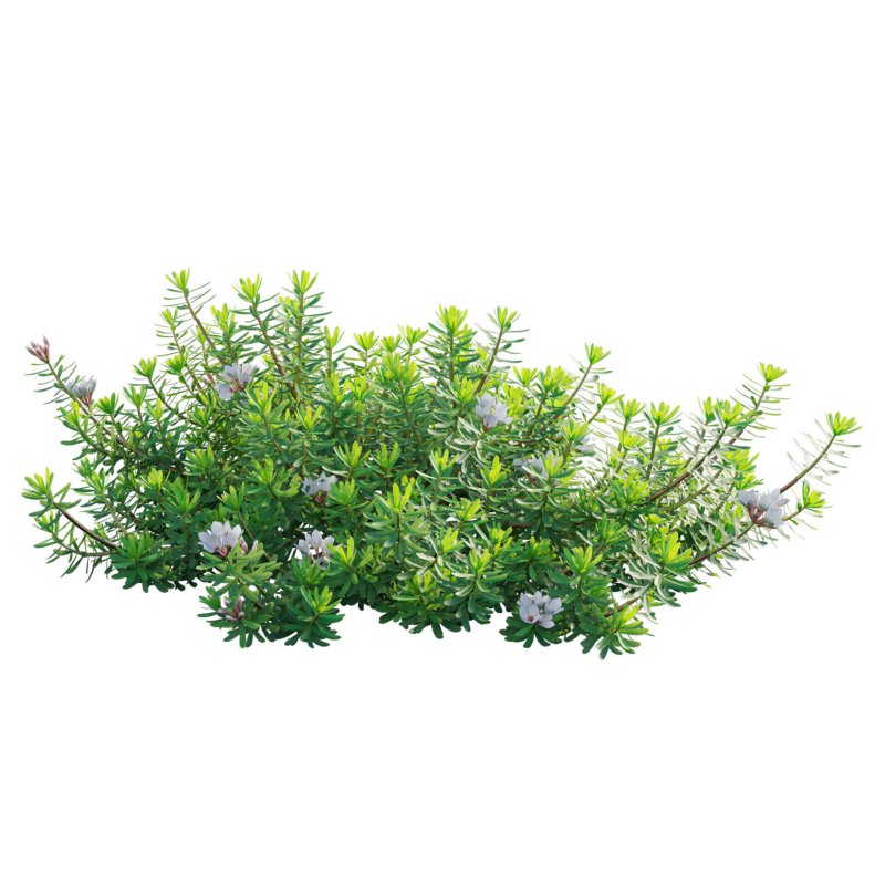 Daphne x transatlantica Blafra – Eternal Fragrance 01 - Image 3