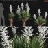 Yucca gloriosa – Mound Lily 02 - Thumbnail 1