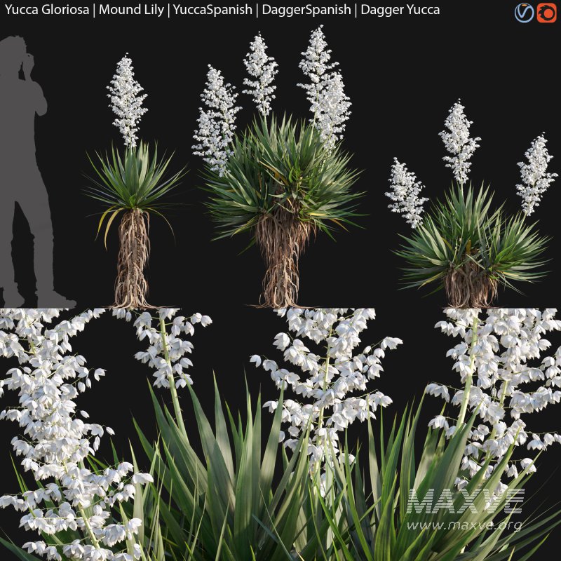 Yucca gloriosa – Mound Lily 02 - Image 1